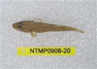 藏品(極樂鰕虎)的圖片